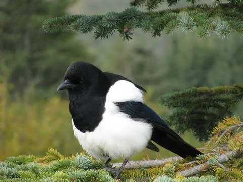 Magpie on a branch Stock Photos