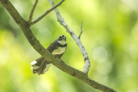 Magpie is on a branch Stockfoto's