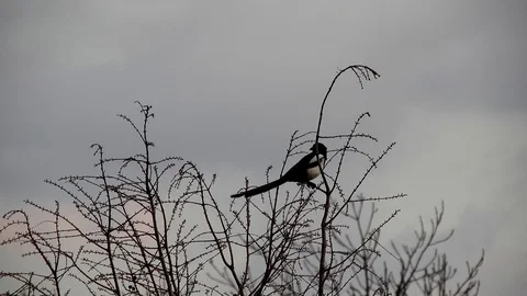 A magpie on a branch in the top of the tree - strong wind, grey sky Stock Footage 102893756