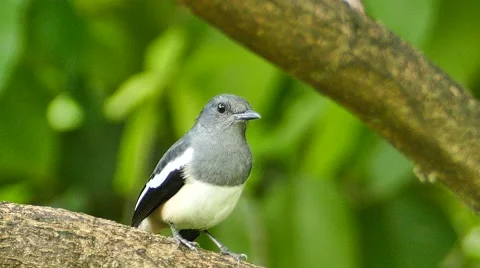 Magpie on a branch tree. Video stock 56129812