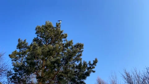 Magpie on the branches of a tree against the blue sky. Stock Footage 270402572