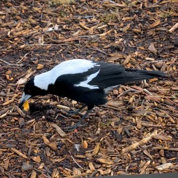 Magpie breakfast Stock Photos
