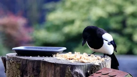 Magpie close up eats bread Stock Footage 194543028