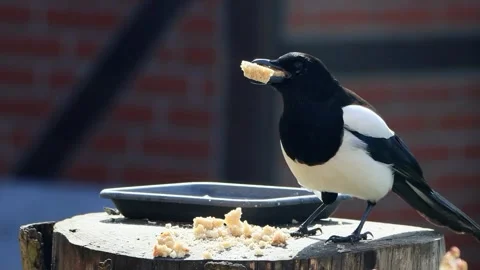 Magpie close up eats bread Stock Footage 241899005