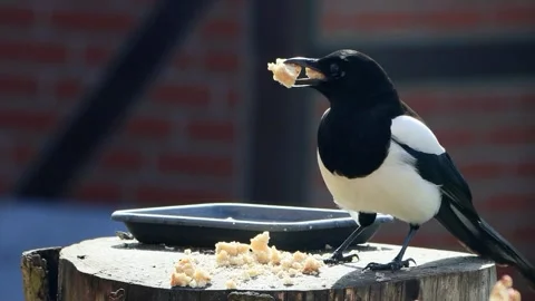 Magpie close up eats bread Stock Footage 241917175