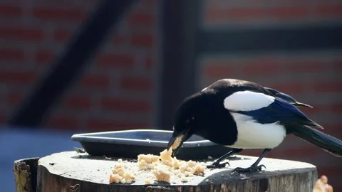 Magpie close up eats bread Stock Footage 244229326