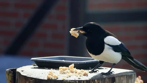 Magpie close up eats bread Stock Footage 244261766
