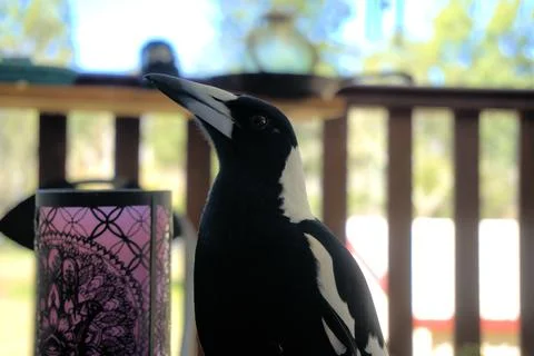 Magpie close up Stock Photos