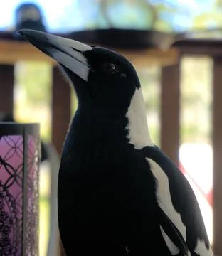 Magpie close up Foto stock