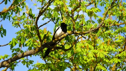 A magpie is driven off a chestnut branch by another magpie. Stockbeeldmateriaal 239359195