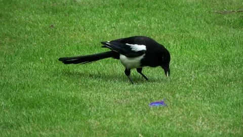 Magpie eating bread on grass field. Video stock 311982780