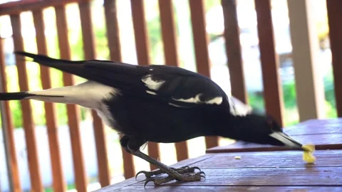 Magpie eating cheese gets chased away by smaller bird Stock Footage 315426567
