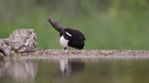 Magpie eating Stock-Footage 66430081