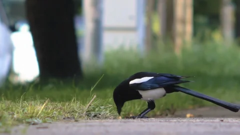 Magpie eating on the street with traffic Stock Footage