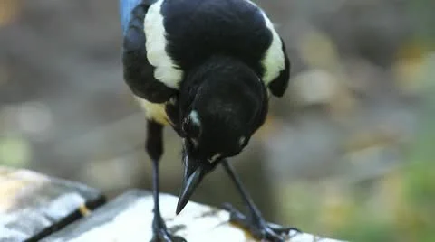 Magpie eats cookies (close up) Stock-Footage 10552283
