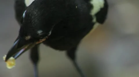 Magpie eats cookies (close up) Stock Footage 10552378