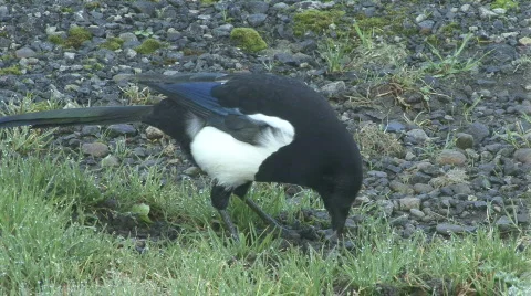 Magpie eats dead frog part 2 of 2. Stock Footage 278118
