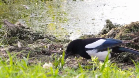 Magpie eats food Stock Footage