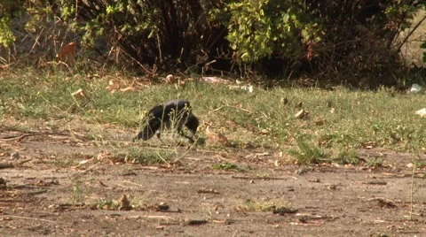 Magpie eats Stock Footage 8693379