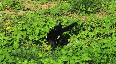 Magpie eats a worm Video stock 23182982