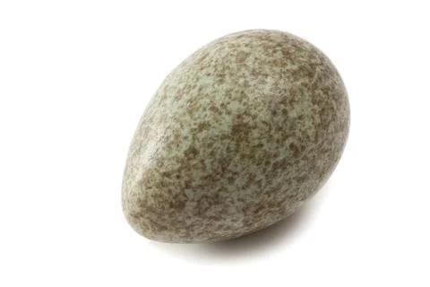 Magpie egg 스톡 사진