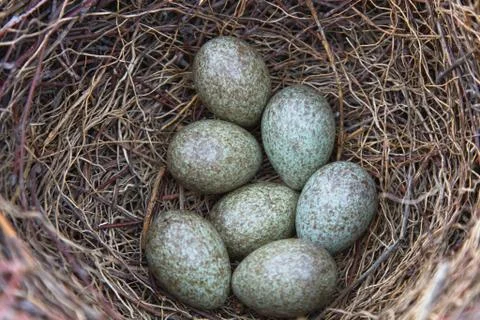 Magpie eggs 스톡 사진