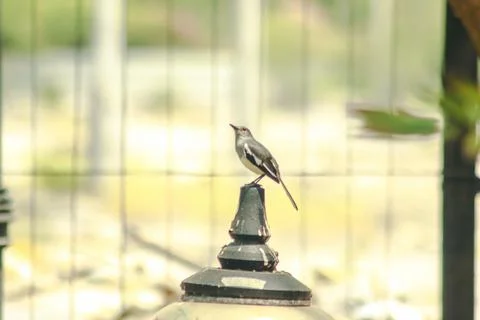 The magpie is on the end of the pole. Stock Photos