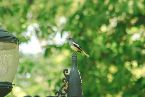 The magpie is on the end of the pole. Stock Photos