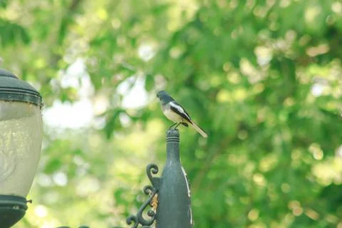 The magpie is on the end of the pole. Stock Photos