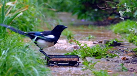 Magpie feeding Stock Footage 38848821