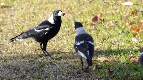 Magpie feeding Stock Footage 52683619