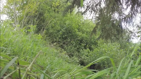 Magpie fetches nut	 Stock Footage 223509613