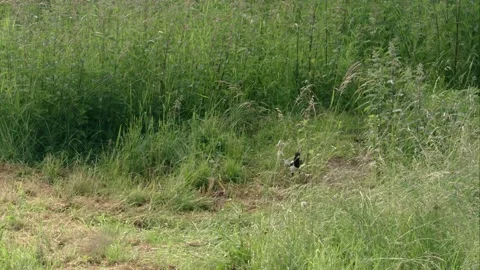 Magpie finds a crack in the grass Stock Footage 220452584