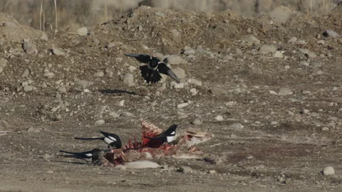 Magpie flies in to join flock feeding on deer carcass. 4k Stock Footage 171774952