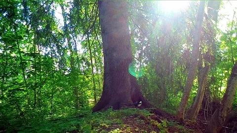 Magpie flies up onto a large old tree in summer Stock Footage 327657996