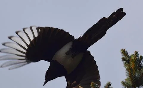 Magpie in flight close up Foto stock