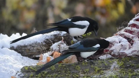 Magpie flock feeds on a deer carcass in winter. Stock Footage 151044614