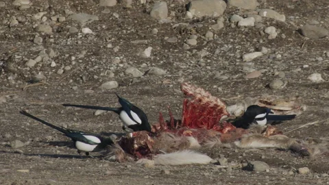 Magpie flock feeds on a deer carcass rib cage, 4k Stock Footage 171774814