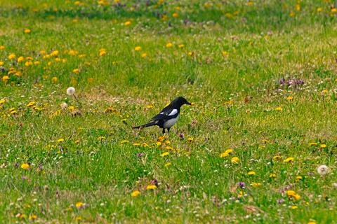 The magpie on the flowering lawn in spring. Stock Photos