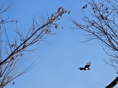 Magpie Flying Between Bare Tree Branches Stock Photos