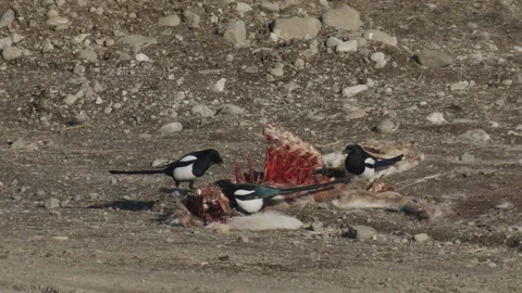 Magpie flying in from left to join others feeding on a deer carcass, 4k Video stock 171774900