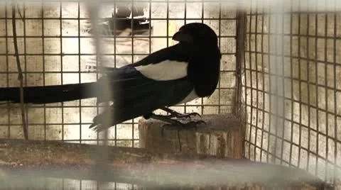 Magpie Видео 8978609
