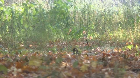 Magpie Video stock 10574621