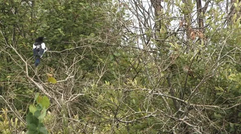 Magpie Stock Footage 27428982