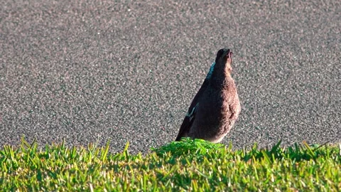 Magpie Stock Footage 282856197