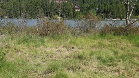 Magpie 스톡 동영상 324966348