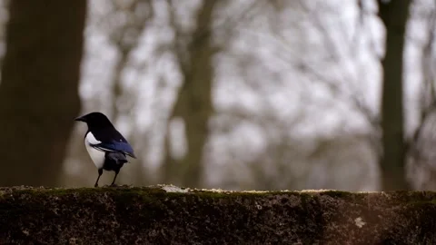 Magpie Stock Footage 330396733