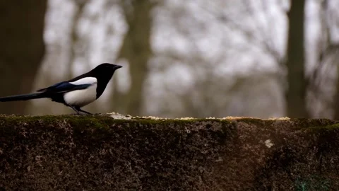 Magpie Stock Footage 330396803