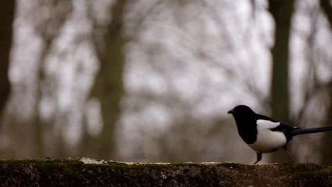Magpie Stock Footage 330396962