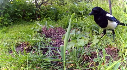 Magpie foraging 01 Video stock 50691099